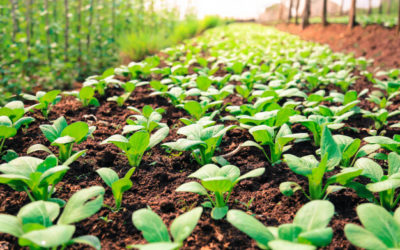 Lorem ipsum dolor sit amet, consectetur adipiscing elit